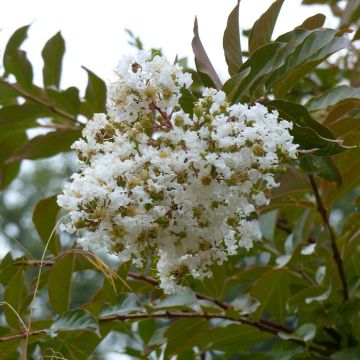 Árbol de Júpiter Nivea - Lagerstroemia indica