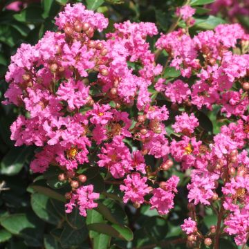 Árbol de Júpiter Rose Indien - Lagerstroemia indica