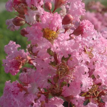 Árbol de Júpiter Rose Thé - Lagerstroemia indica