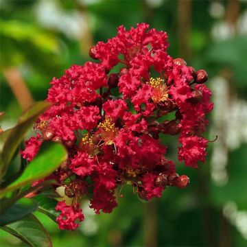 Árbol de Júpiter roja nana - Lagerstroemia indica