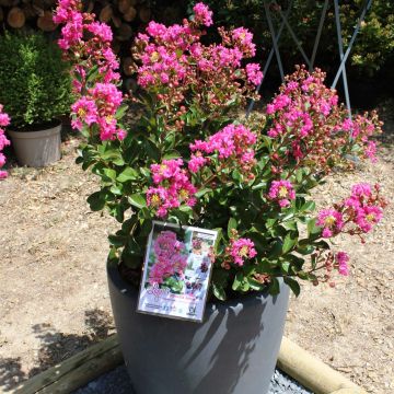 Árbol de Júpiter Terrasse Rose - Lagerstroemia indica