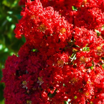 Árbol de Júpiter Victoria - Lagerstroemia indica