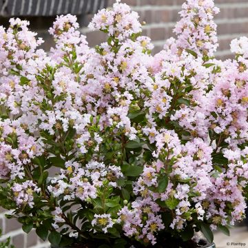 Árbol de Júpiter With Love Babe - Lagerstroemia indica