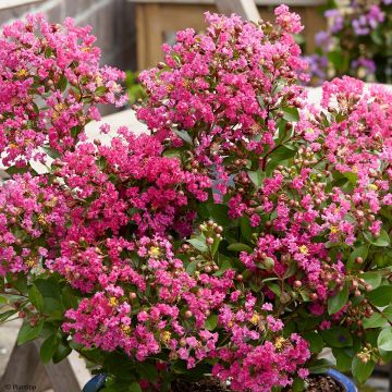 Árbol de Júpiter With Love Kiss - Lagerstroemia indica