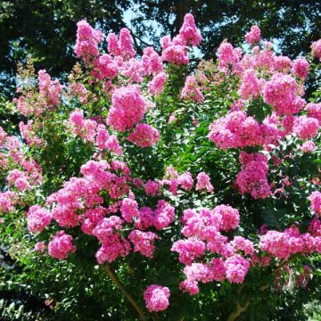 Árbol de Júpiter World's Fair - Lagerstroemia indica