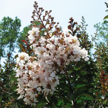 Árbol de Júpiter Kimono - Lagerstroemia indica