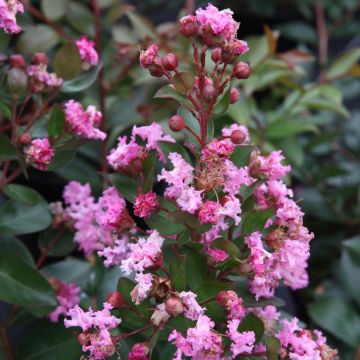 Árbol de Júpiter Mardi Gras - Lagerstroemia indica