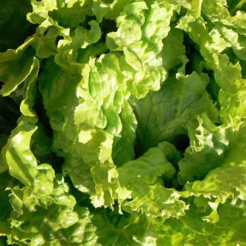 Lechuga Batavia Dorée de Printemps (plantas)