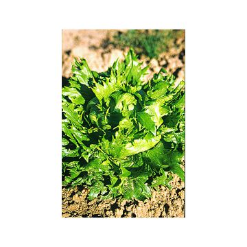 Lechuga batavia Reine des Glaces