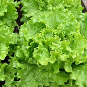 Lechuga Batavia Florine (plantas)