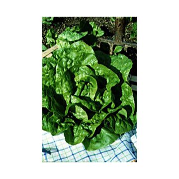 Lechugas Val d'Orge