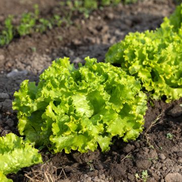 Lechuga Batavia Blonde de Paris Bio (semillas)