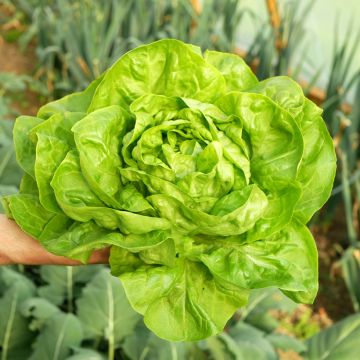 Lechuga Kagraner Sommer 3 (semillas)