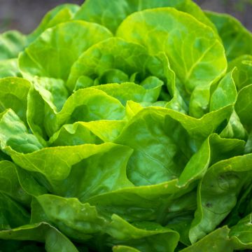 Lechuga Merveille d'Hiver Bio (semillas)