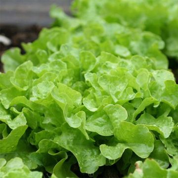 Lechugas Panisse (plantas)