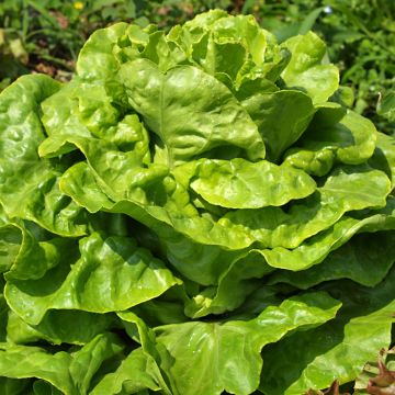 Lechuga Gotte Jaune