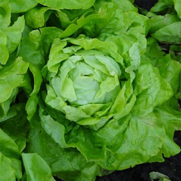 Lechuga Gotte de Loos