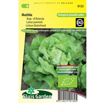Lechuga Matilda