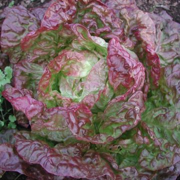 Lechuga Merveille des 4 saisons (plantas)