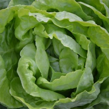 Lechuga Novappia