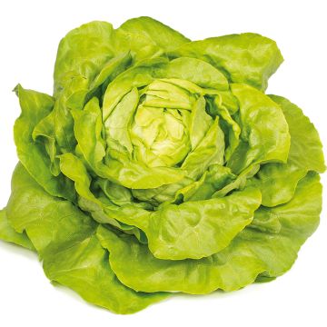 Lechuga Gabino