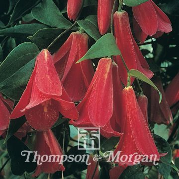 Lapageria rosea - Copihue