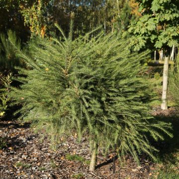 Larix decidua Compacta - Alerce europeo