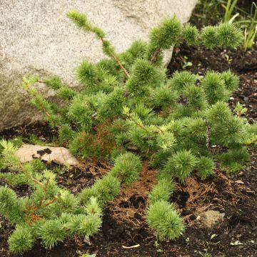 Larix decidua Krejča Mutation - Alerce europeo
