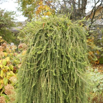 Larix decidua Puli - Alerce europeo