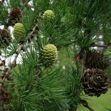 Alerce del Japón - Larix kaempferi
