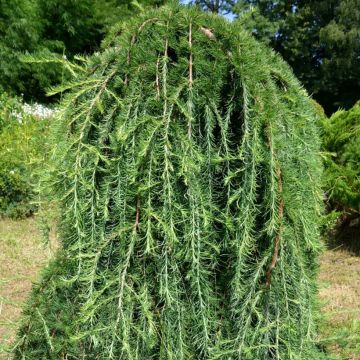 Larix kaempferi Boring Weeper - Alerce del Japón llorón