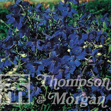 Espuela de caballero - Delphinium grandiflorum Gentian Blue