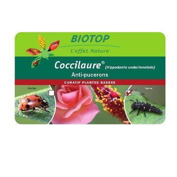 Larvas de mariquita Coccilaure Biotop contra los pulgones en plantas bajas