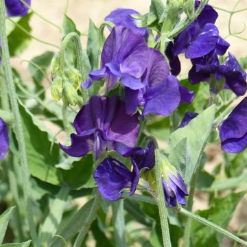 Guisante de olor Flagship - Lathyrus odoratus