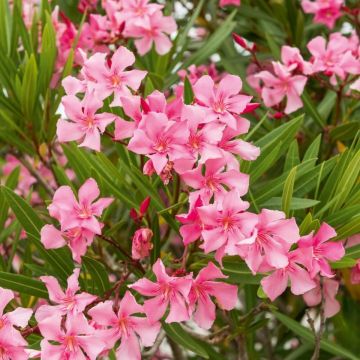 Nerium oleander Margarita – Adelfa