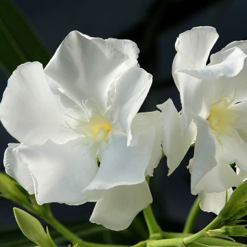 Laurier-rose Mont Blanc – Nerium oleander
