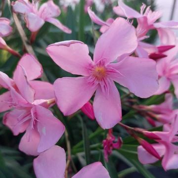 Nerium oleander Magaly – Adelfa