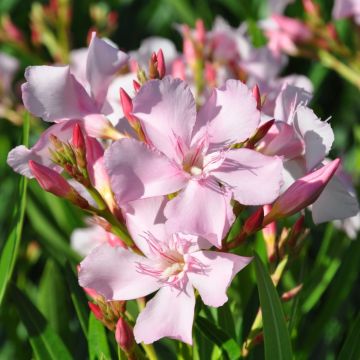 Nerium oleander Sealy Pink – Adelfa