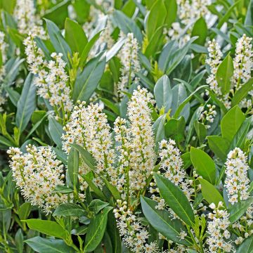 Laurel cerezo Herbergii - Prunus laurocerasus Laurel cerezo Herbergii - Prunus laurocerasus