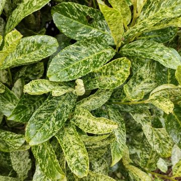 Laurel cerezo Marbled White - Prunus laurocerasus