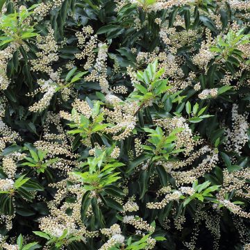 Laurel portugués Angustifolia - Prunus lusitanica