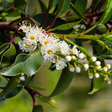 Laurel portugués Brenelia - Prunus lusitanica Laurel portugués Brenelia - Prunus lusitanica