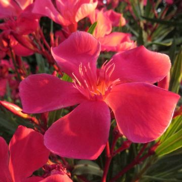Adlefa rosa - Nerium oleander Papa Gambetta