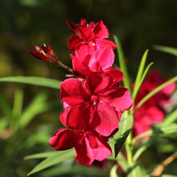 Adlefa - Nerium oleander Scarlet Beauty