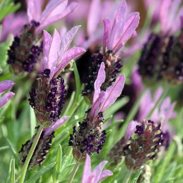 Lavandula stoechas Madrid Purple - Cantueso