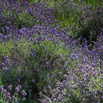 Lavandula angustifolia Havana