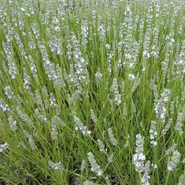 Lavanda angustifolia Silbermöwe