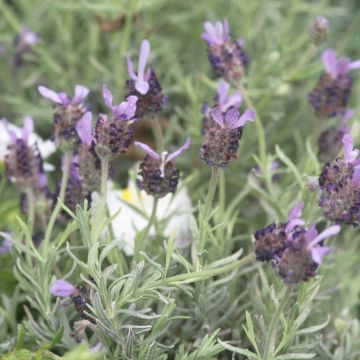 Lavanda Fat Head