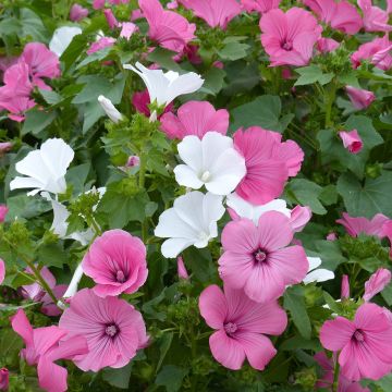 Malva real Loveliness