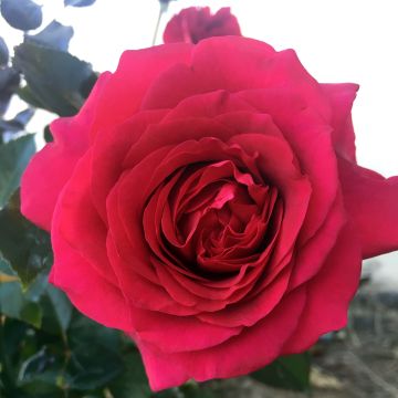 Rosal Roi de Coeur